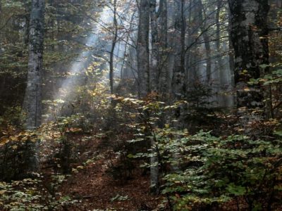 Φθινοπωρινά χρώματα σε δάσος του Κισσάβου.
(ΛΕΩΝΙΔΑΣ ΤΖΕΚΑΣ/EUROKINISSI)